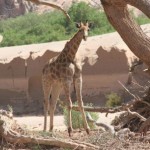Namibia Reise - Wüsten Giraffe