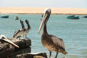 Am Strand von Paracas