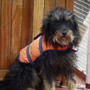 Der Hund Tenor auf dem Windjammer