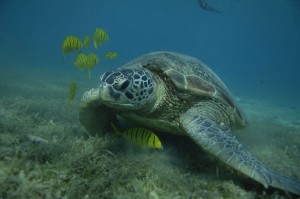 Apo Reef Schildkröte