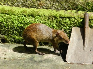 Ein Cappibara im Zoo vom Anton Tal