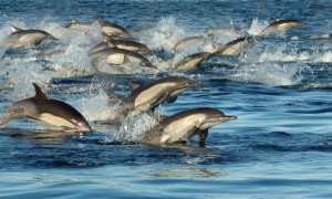 Langschnauzige Gewöhnliche Delfine