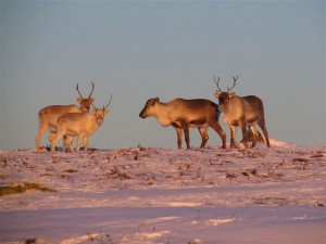 Rentiere in Lappland