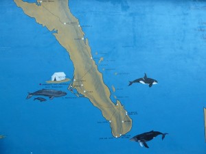 Whale Watching Mexiko bei Baja California