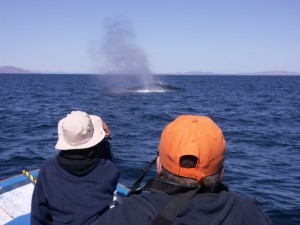 Whale Watching Mexiko Erlebnis