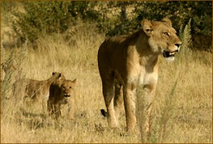 Löwen im Moremi Reservat in Botswana