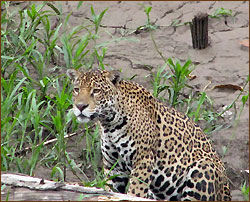 Jaguar im Regenwald bei Reisen in Südamerika