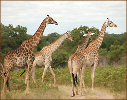Giraffenherde auf unseren Rundreisen im Chobe Nationalpark