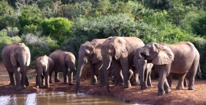 Elefantenreicher Addo Elephant Nationalpark