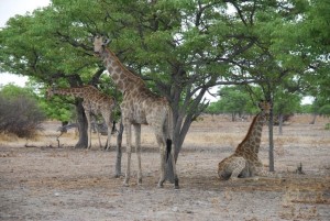 Giraffen Etosha Nationalpark