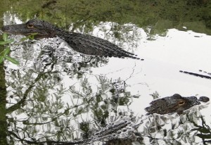 Aligatoren im Everglades National Park, Florida