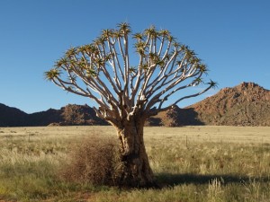 Köcherbäume Namibia