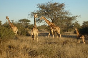 Tiererlebnis Namibia