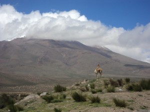 Peru Reise zum Colca Canyon