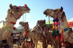 Auf dem Pushkar Kamelmarkt