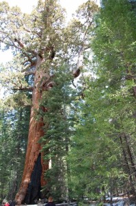 Ein gigantischer Mammutbaum im Yosemite National Park