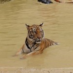 Urlaubsreise - der Tigertempel Wat Pa Luangta Bua in Kanchanaburi
