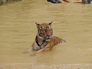 Tigertempel Wat Pa Luangta Bua