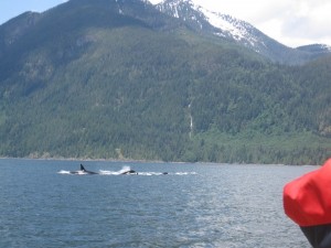 Speed Boat Tour - Orcas