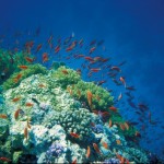 Robinson Club Soma Bay Unterwasserwelt