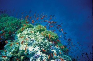 Robinson Club Soma Bay Unterwasserwelt