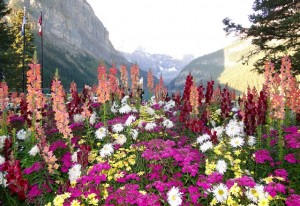 Blumenmeer am Lake Louise, Alberta - Kanada