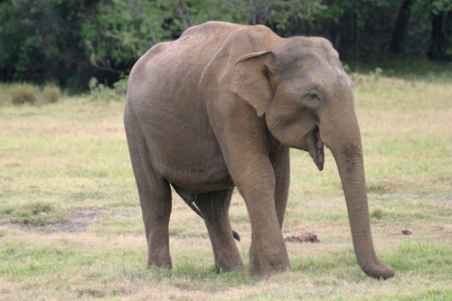 Elefant im Kaudulla Nationalpark