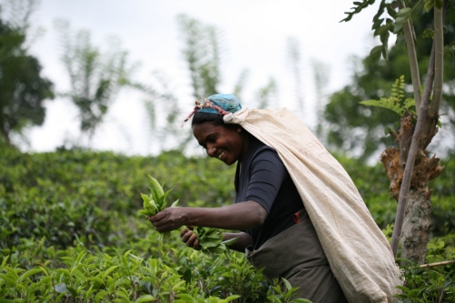 Teepflückerin Rundreise Sri Lanka