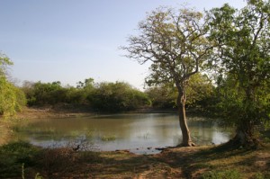 Wasserfläche im Yala-Nationalpark