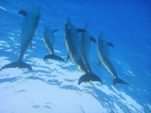Singles schnorcheln mit Delfinen