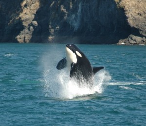 springender Wal vor British Columbia Kanada