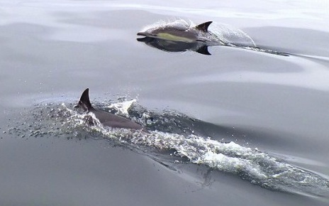 Delfine und Wale erleben