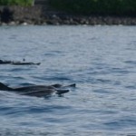 Whale Watching Hawaii – Naturerlebnis im Paradies