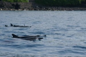 Spinnerdelfine Hawaii