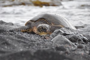 Schildkröte im Volcanoes National Park, Hawaii