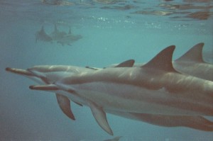 Hawaii, Spinnerdelfine