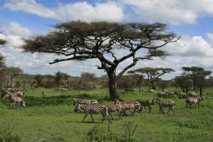 Zebraherde in der Serengeti