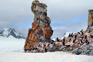 Antarktis Reise Pinguine