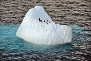 Antarktisreise Pinguine