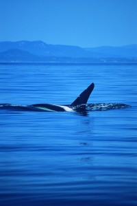 Walbeobachtung in British Columbia