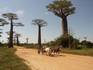 Rundreisen in Madagaskar
