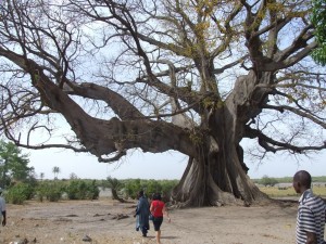 Fromagierbaum im Sine Saloum Delta