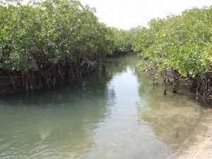 Mangroven im Sine Saloum Delta
