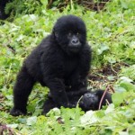 Gorillababy in Uganda