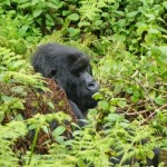 Gorillatrekking in Uganda