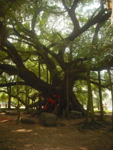der Banyan-Baum