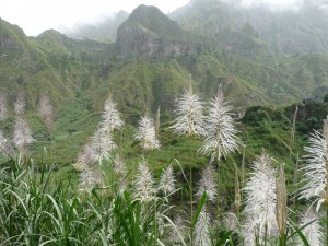 Zuckerrohr auf Santo Antao