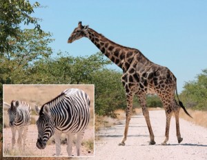 Etosha-Tierbeobachtungen