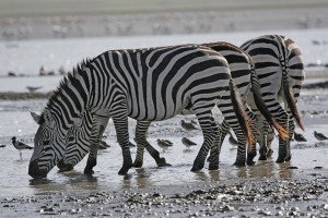 Lake-Manyara