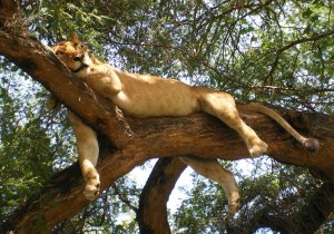 Lake-Manyara-Loewin-Baum